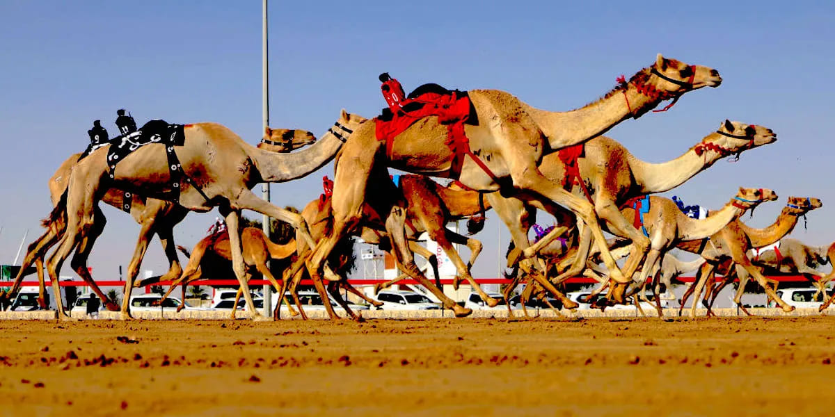 robot jockeys for camel racing in dubai