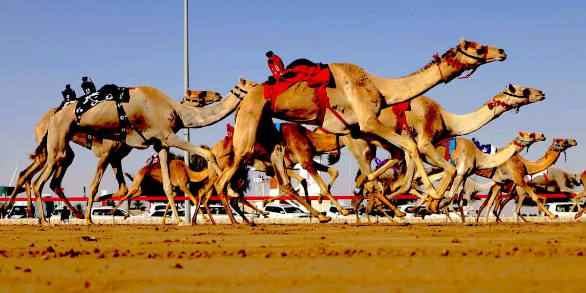 robot jockeys for camel racing in dubai