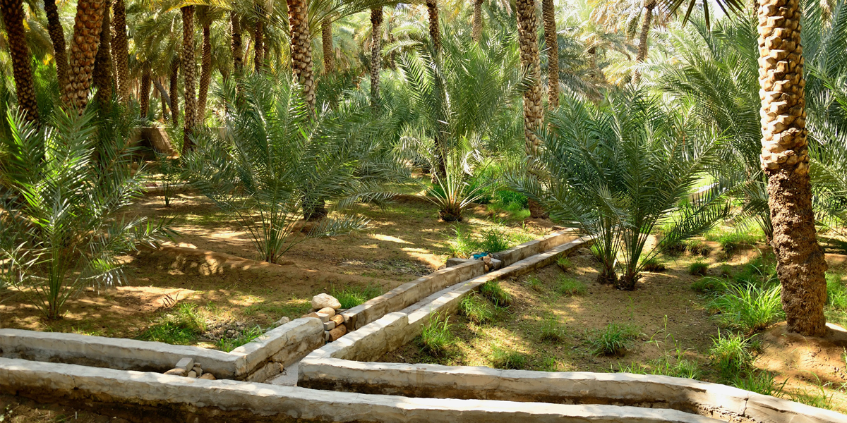 places to visit in dubai is al ain oasis from instadubaivisa