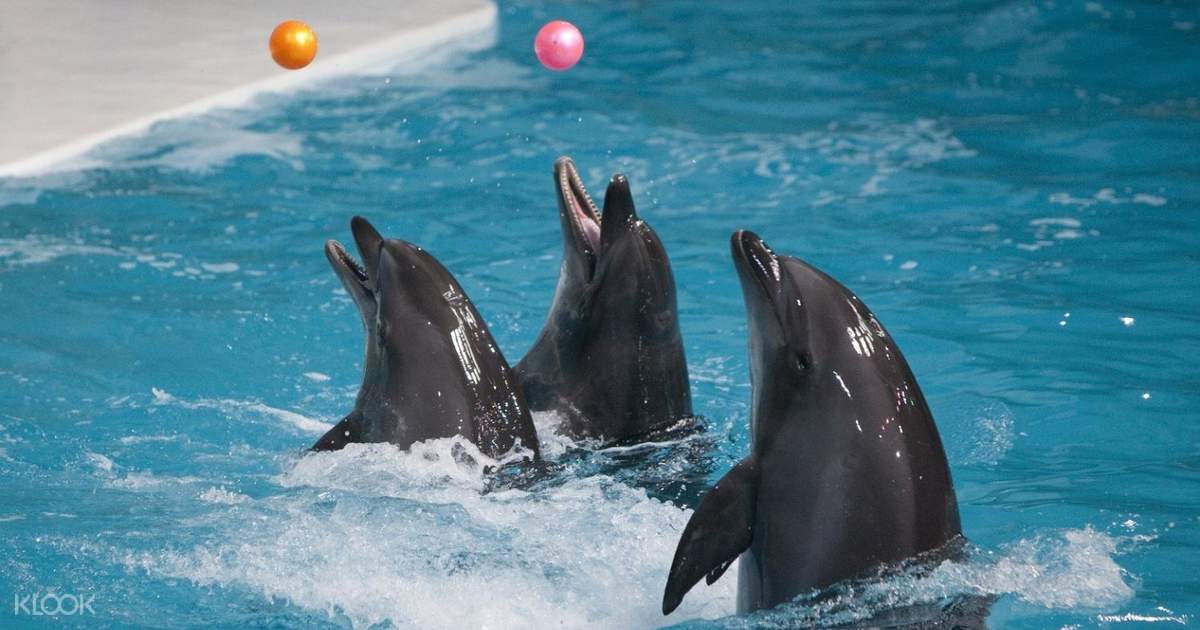 Dubai Dolphin and Seal Show